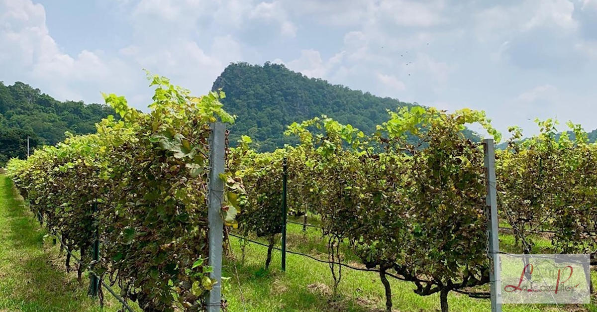 Visite à GranMonte Vineyard and Winery en Thaïlande